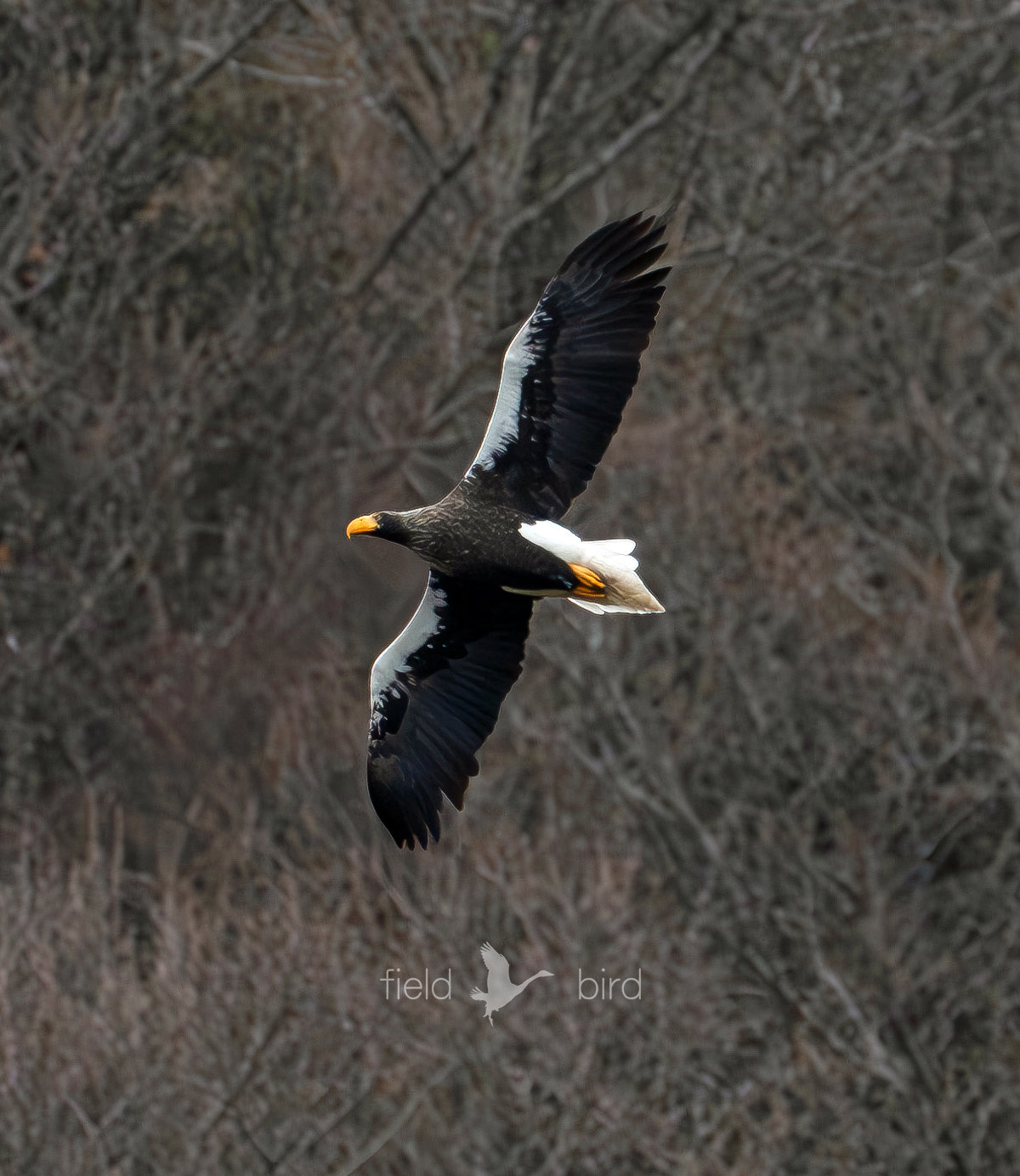 山本山のおばあちゃん