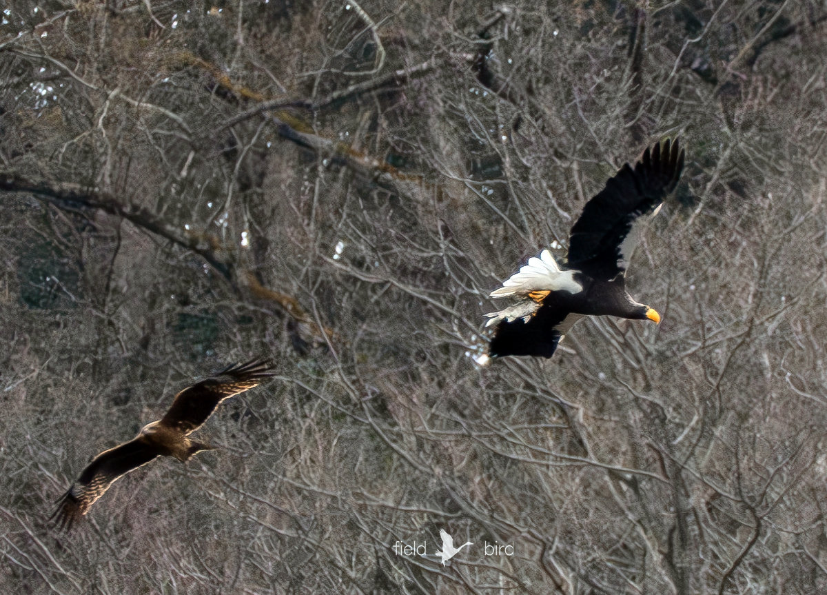 オオワシの山本山のおばあちゃん