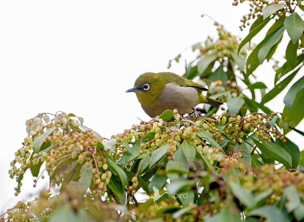 馬酔木とメジロ