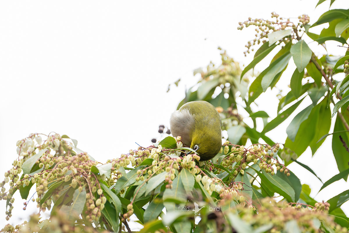 馬酔木とメジロ