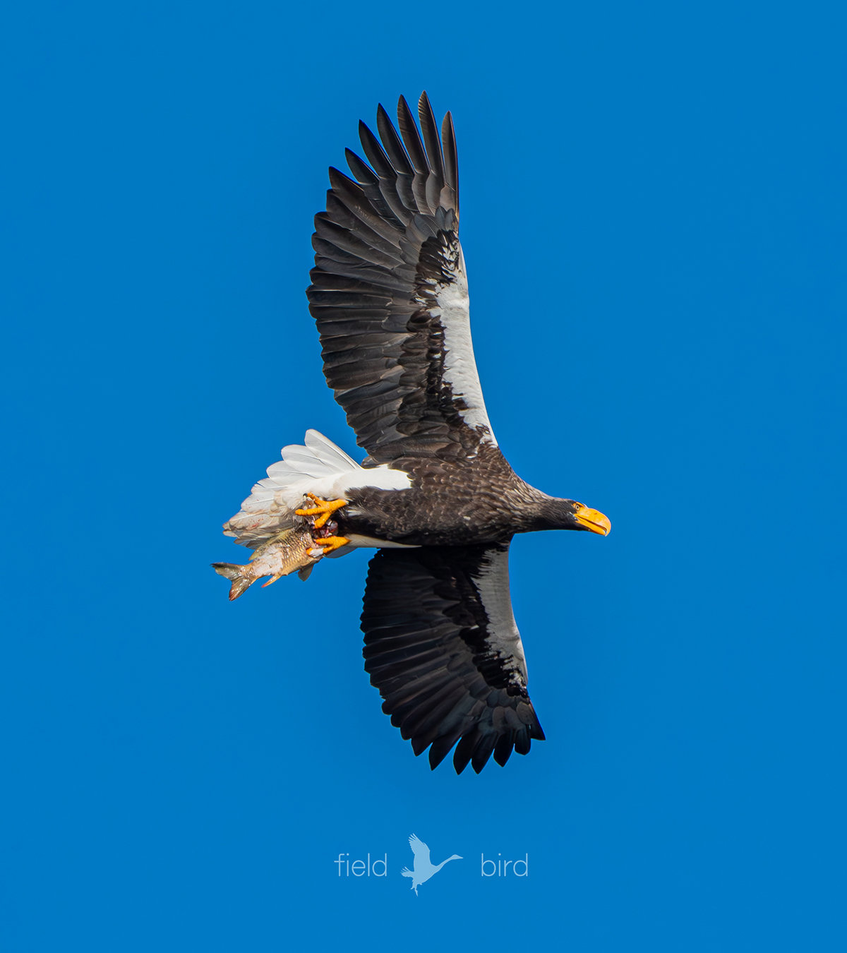 オオワシの山本山のおばあちゃん
