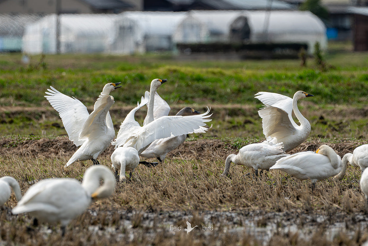 湖西のコハクチョウNOW