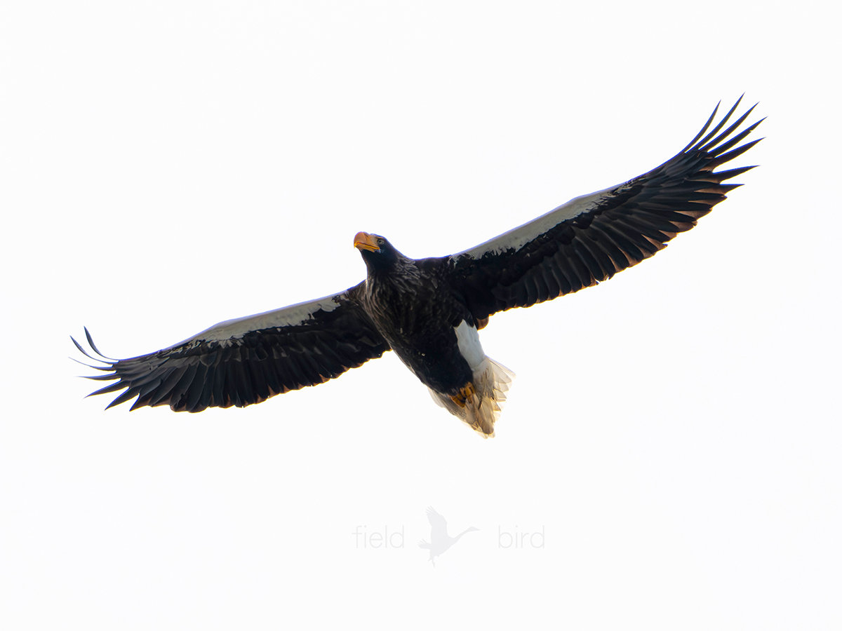 山本山のオオワシ