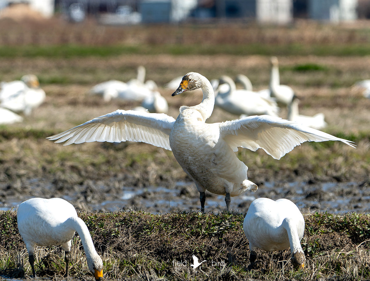北帰前のコハクチョウ