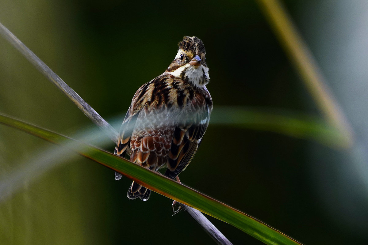 夏羽のカシラダカ