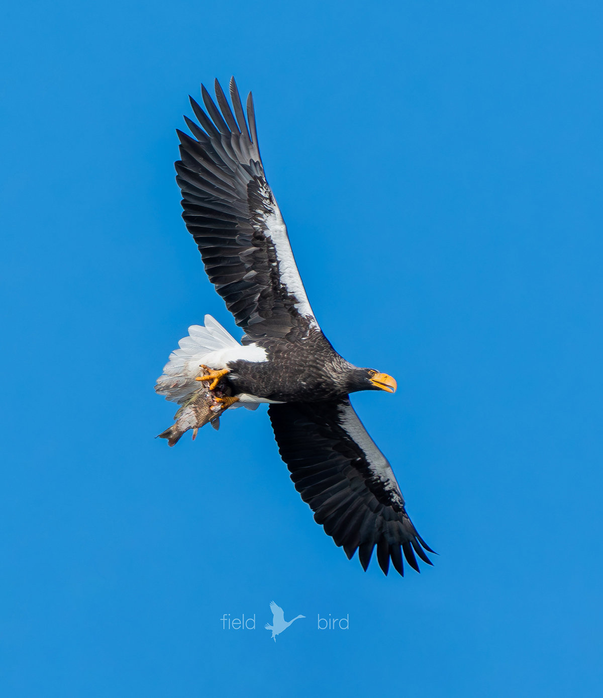 山本山のオオワシのおばあちゃん