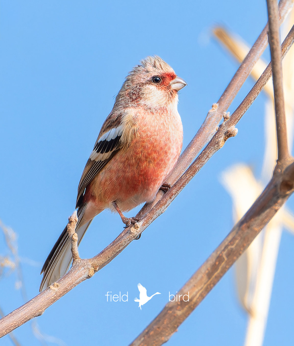 ベニマシコのオス