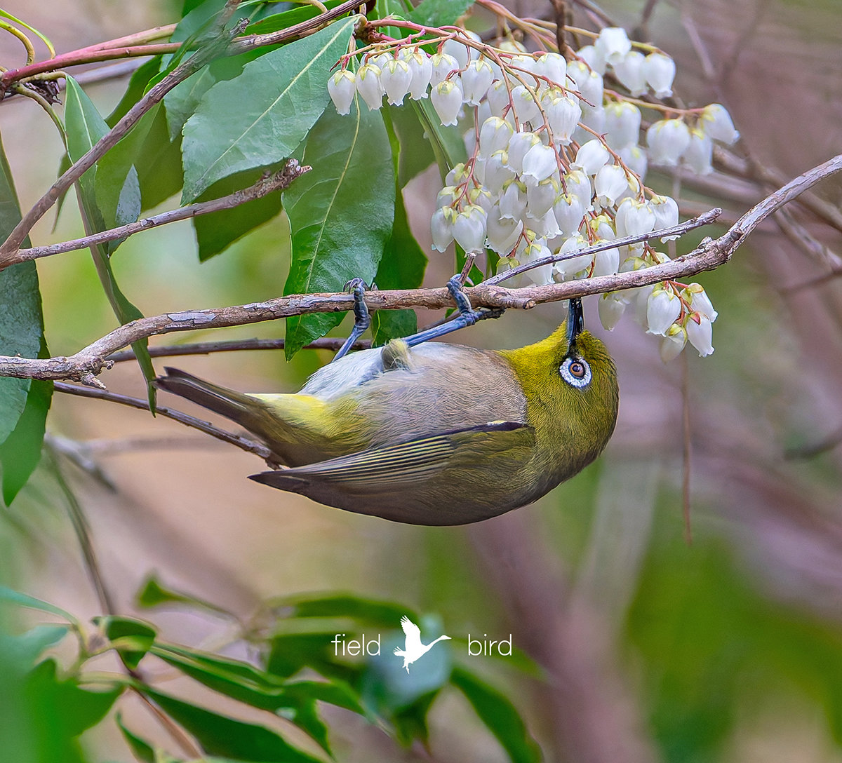 馬酔木の蜜に夢中なメジロ