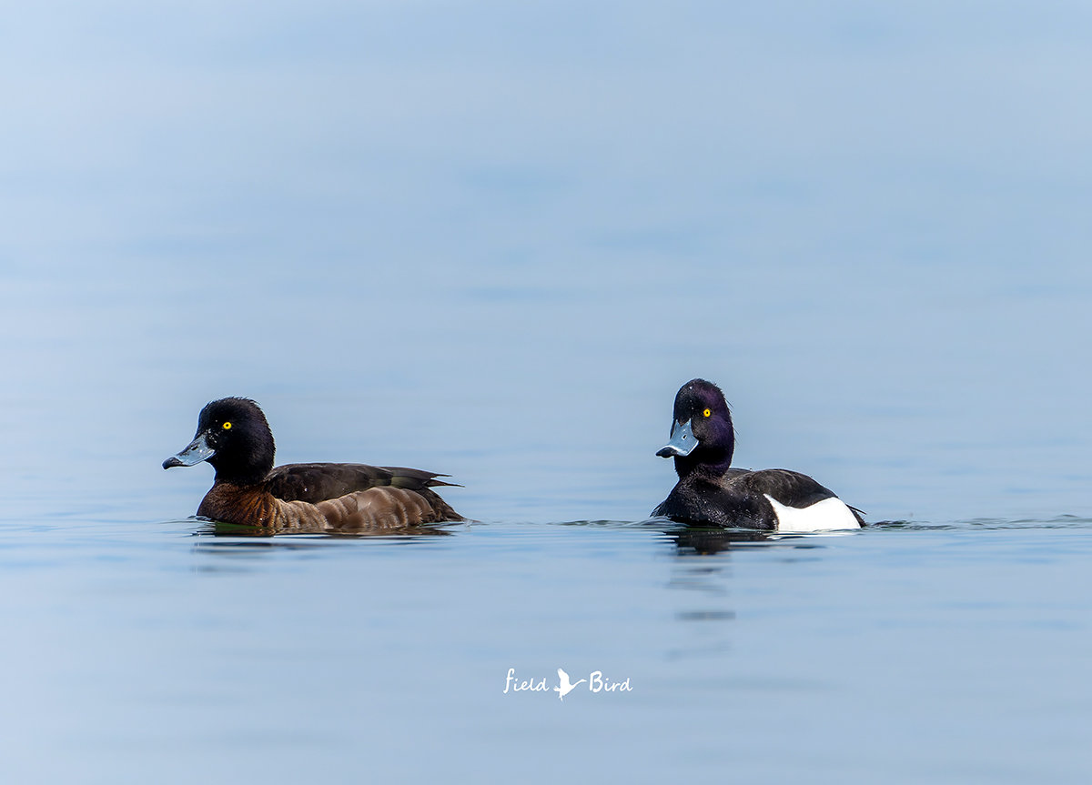 キンクロハジロ