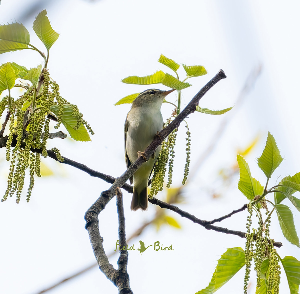センダイムシクイ