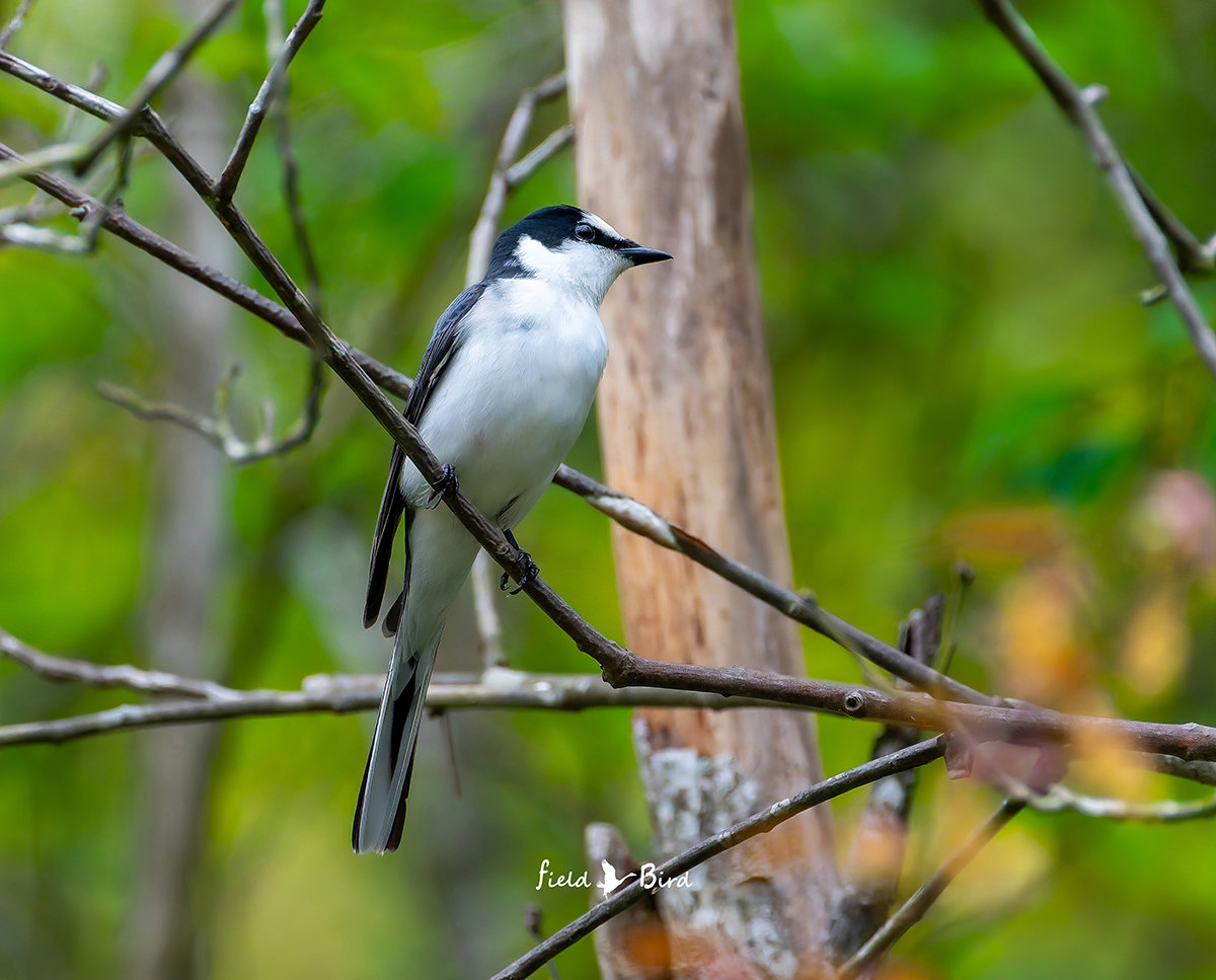 サンショウクイ