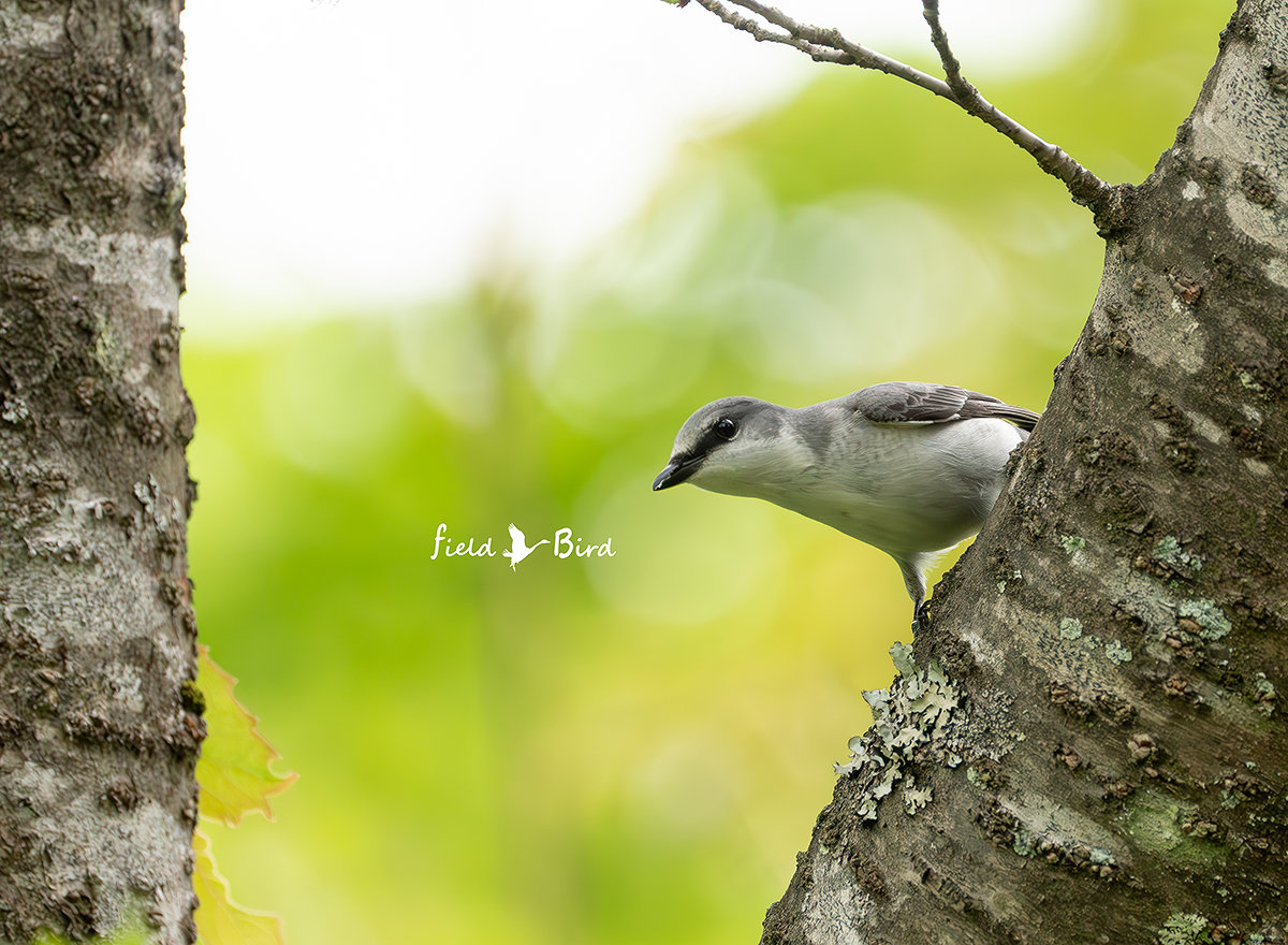 サンショウクイの雌