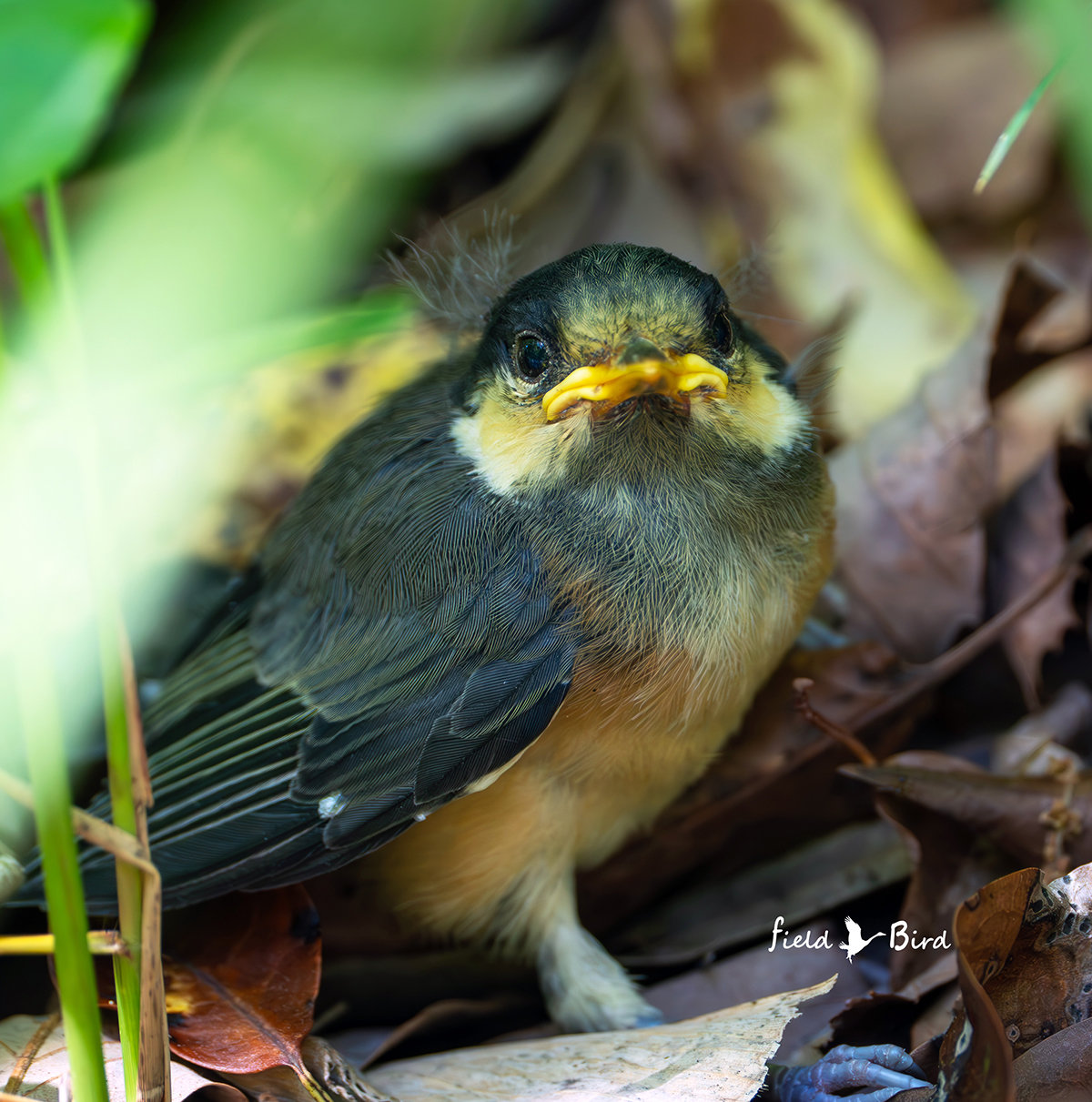 ヤマガラの幼鳥