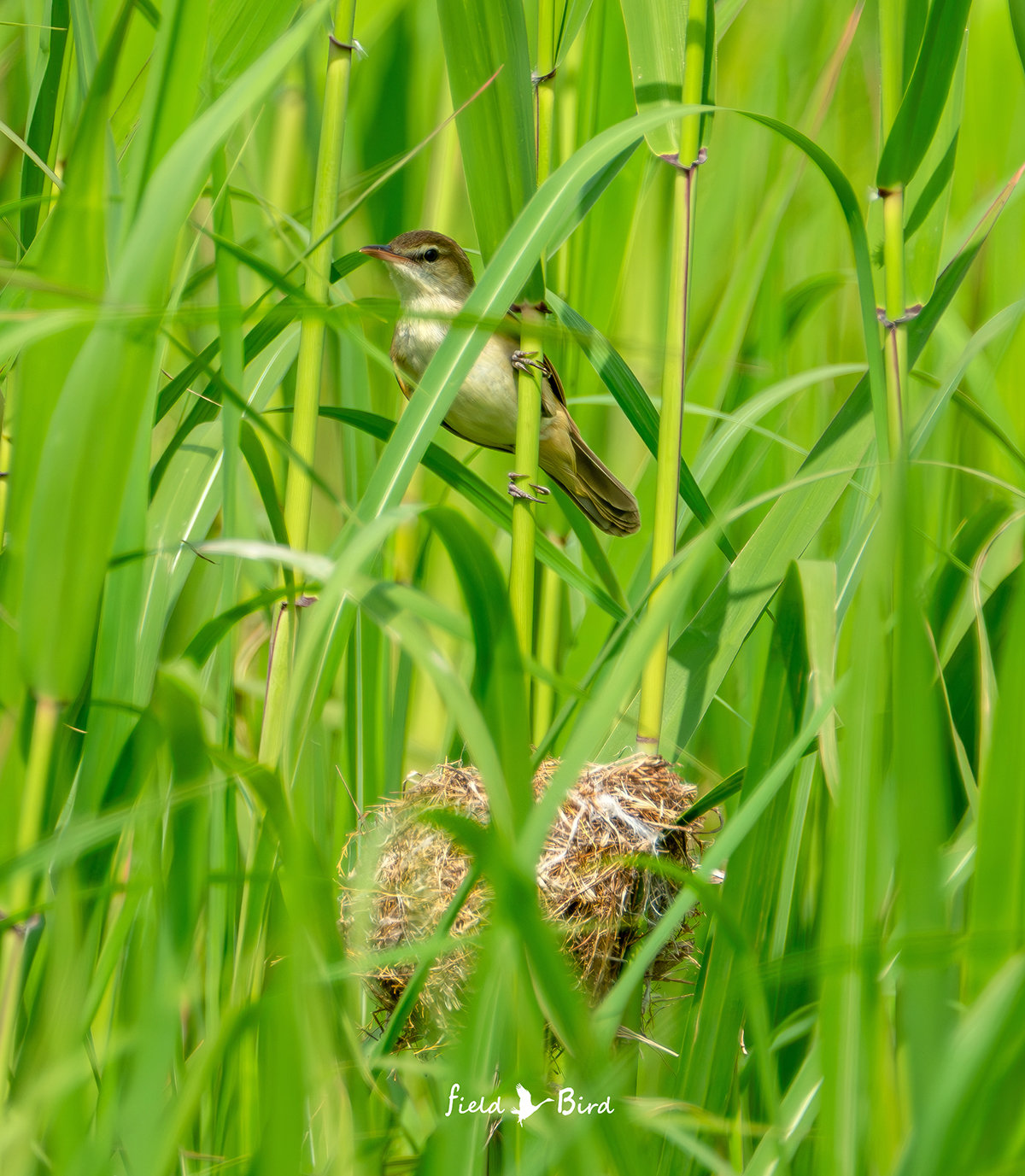 オオヨシキリの巣