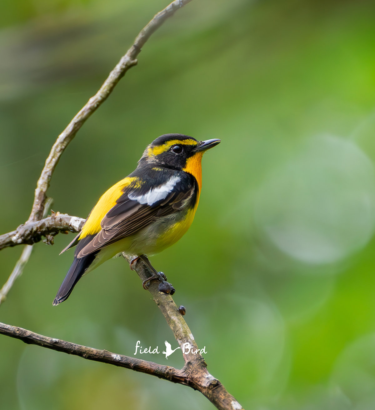 若いキビタキ雄