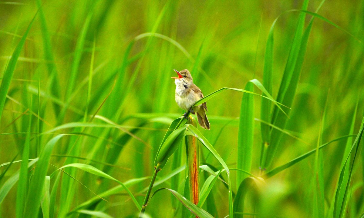 オオヨシキリのさえずり