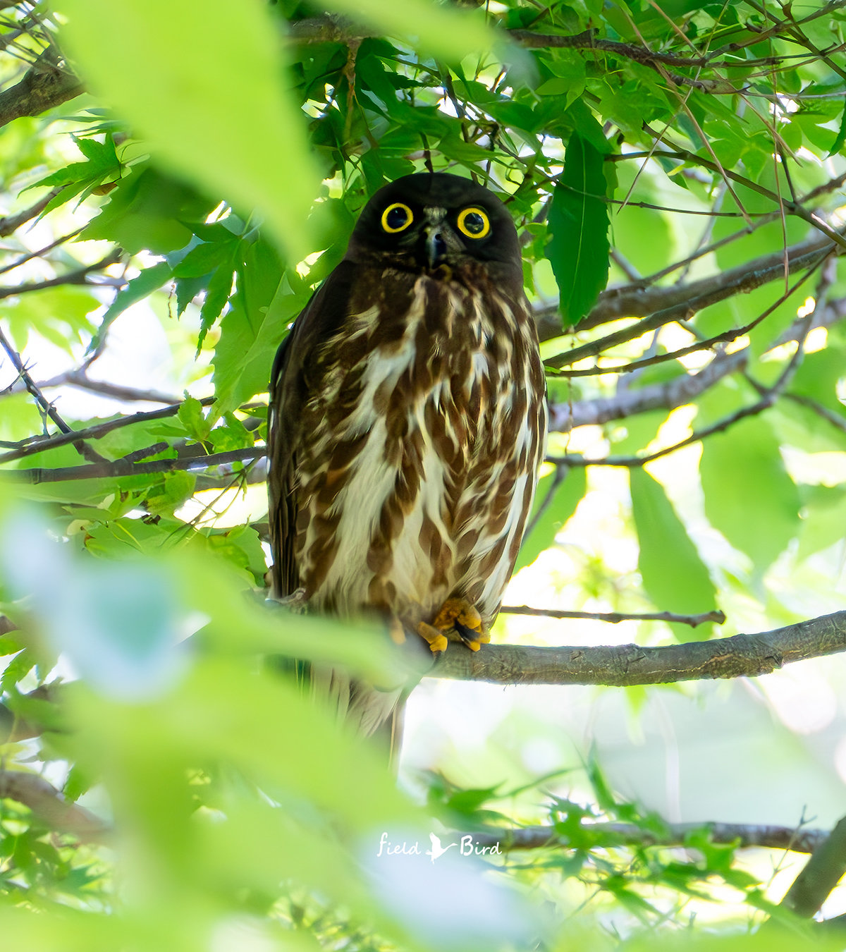 京都御苑のアオバズク