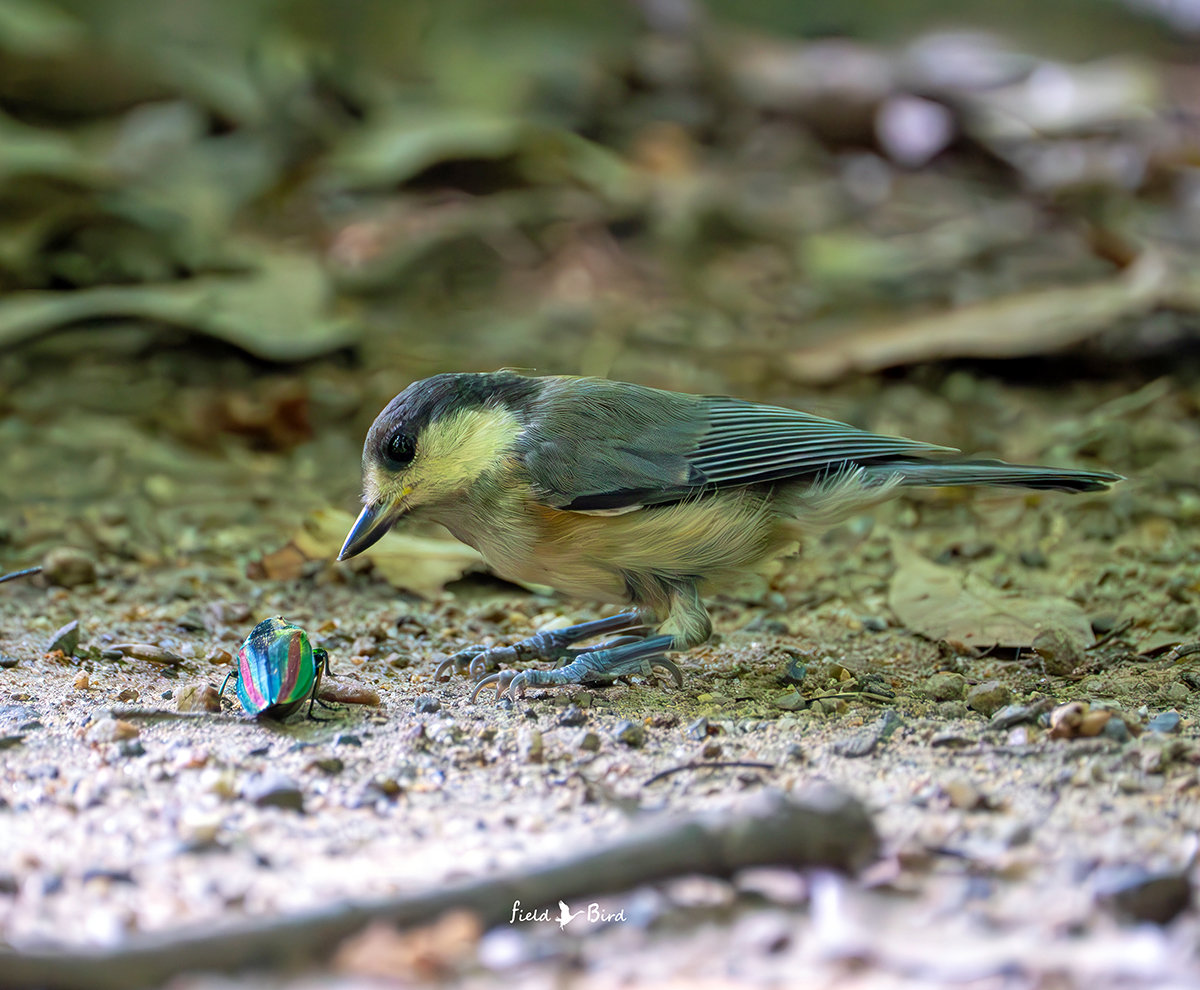 ヤマガラの幼鳥