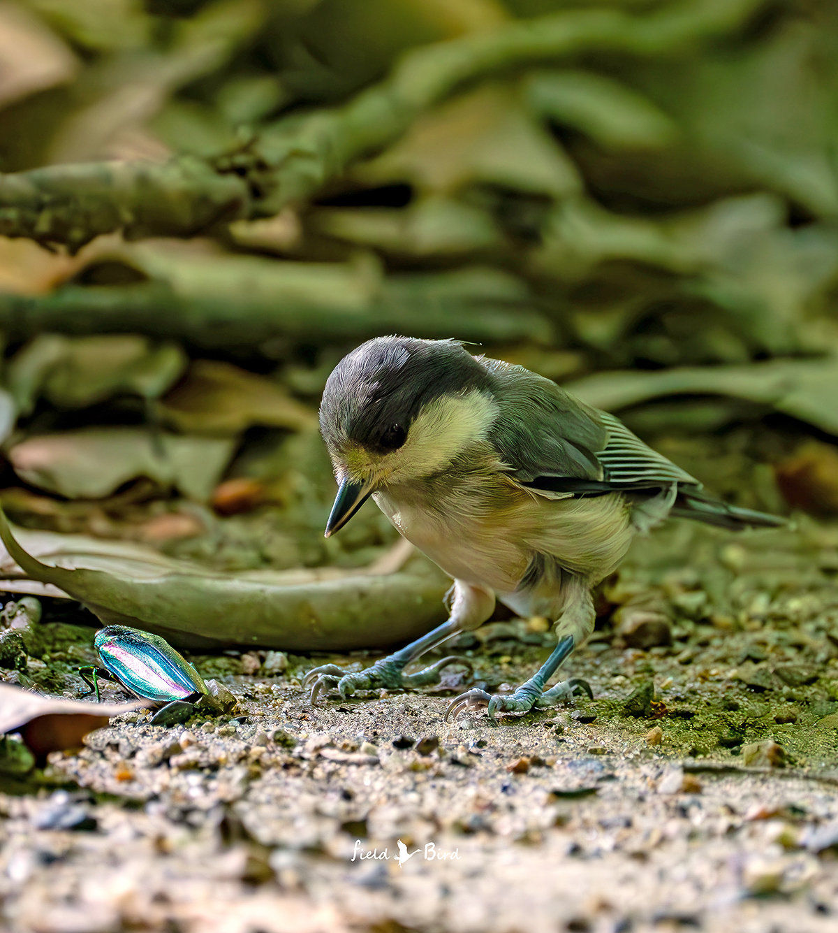 ヤマガラの幼鳥