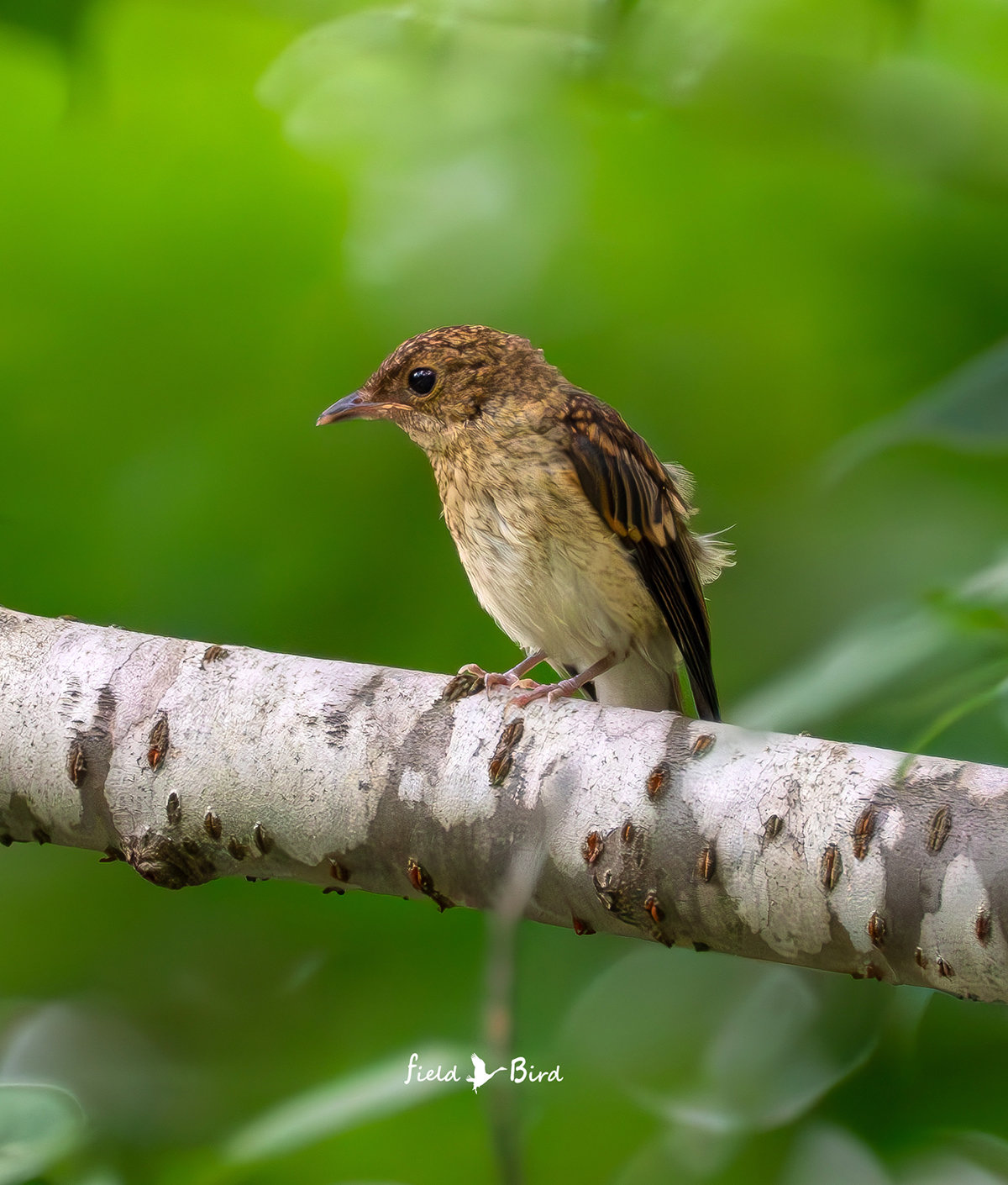 キビタキ？オオルリ？