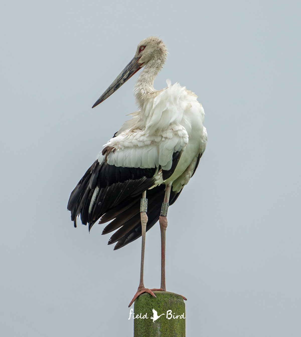 コウノトリJ0681