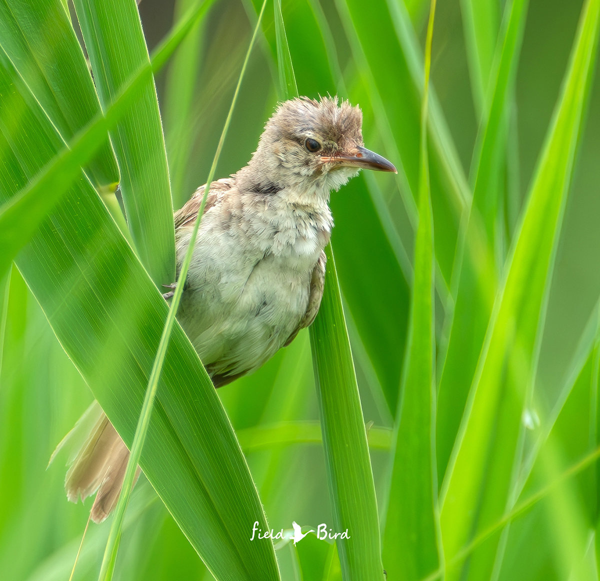 オオヨシキリの若鳥