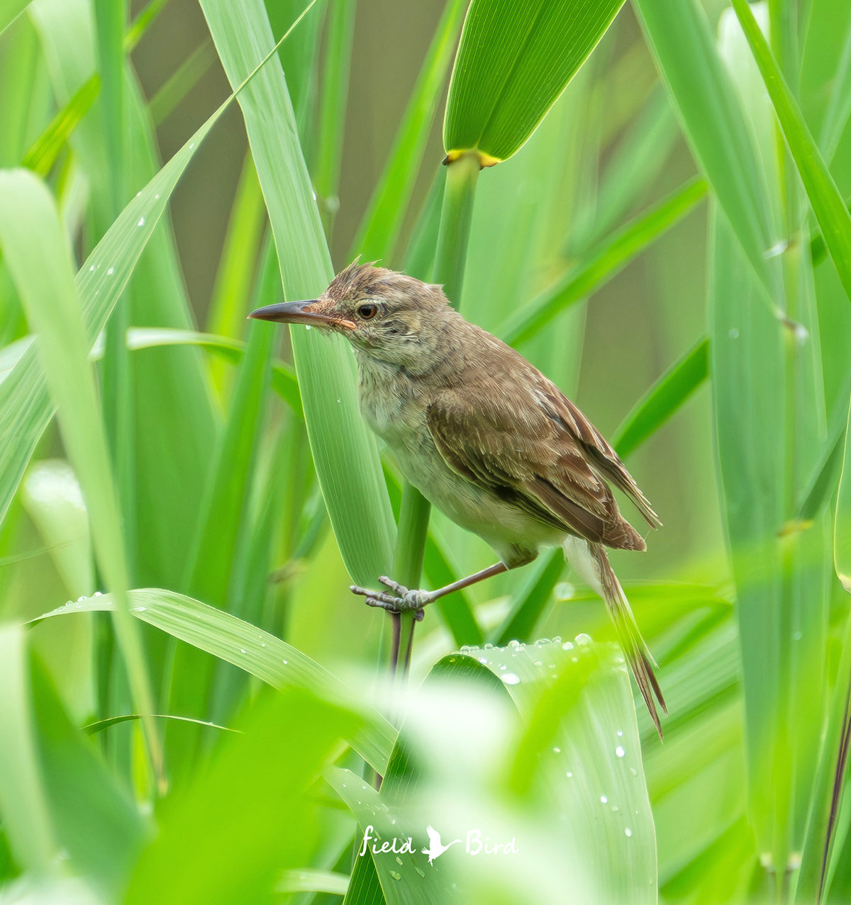 オオヨシキリの若鳥