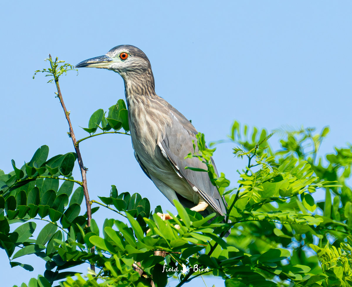 ゴイサギの若鳥