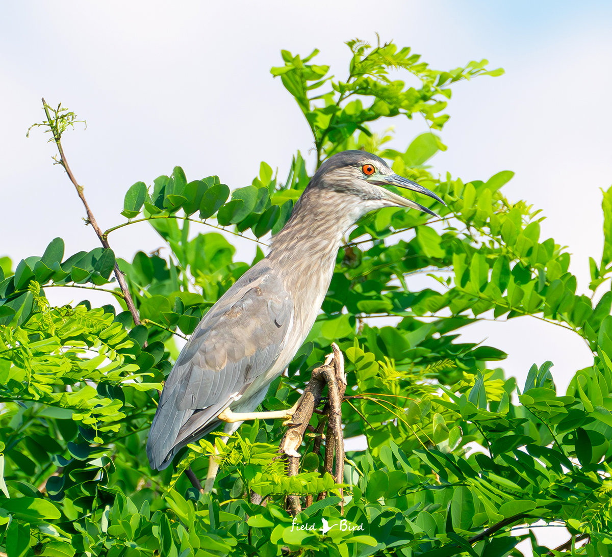 ゴイサギの若鳥
