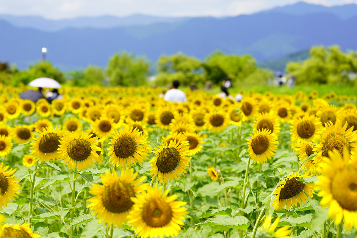 なぎさ公園の向日葵