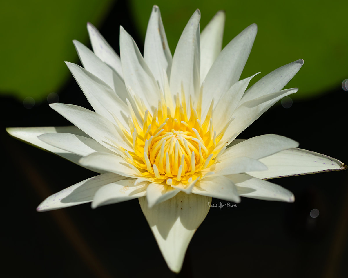 草津市立水生植物公園の睡蓮