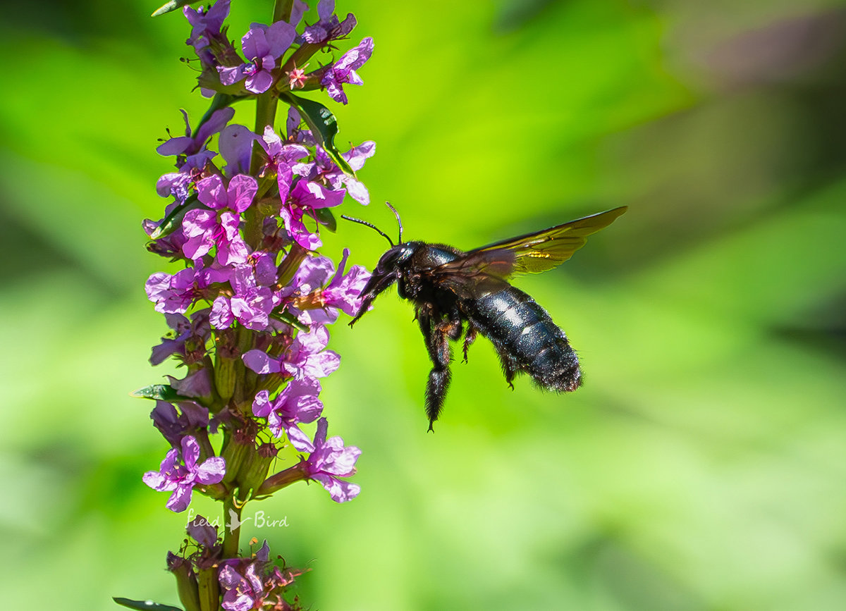 タイワンタケクマバチ