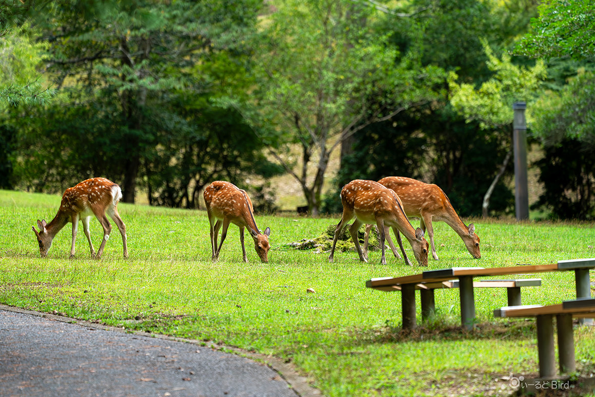 宝ヶ池のシカ