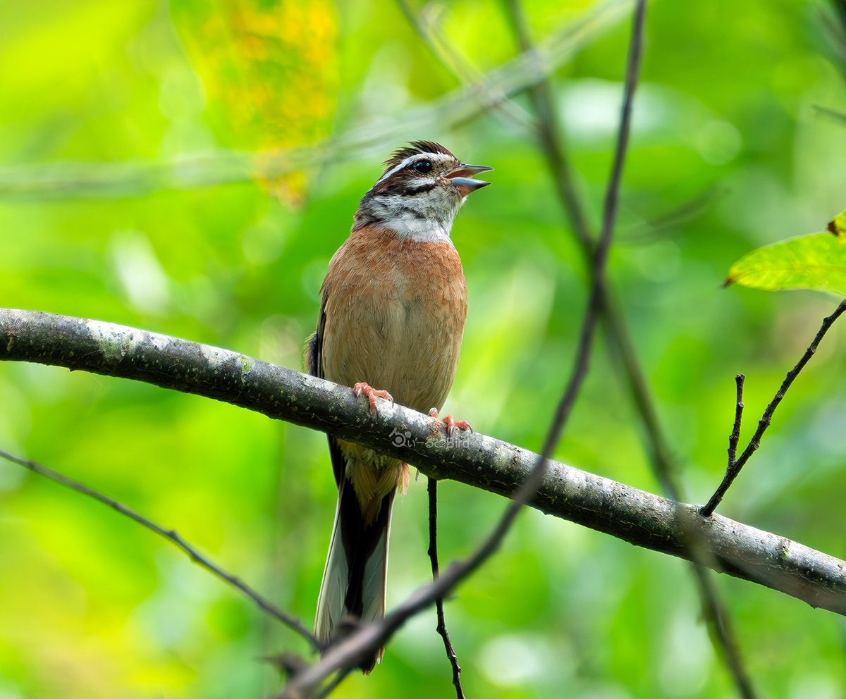 ホオジロの若鳥