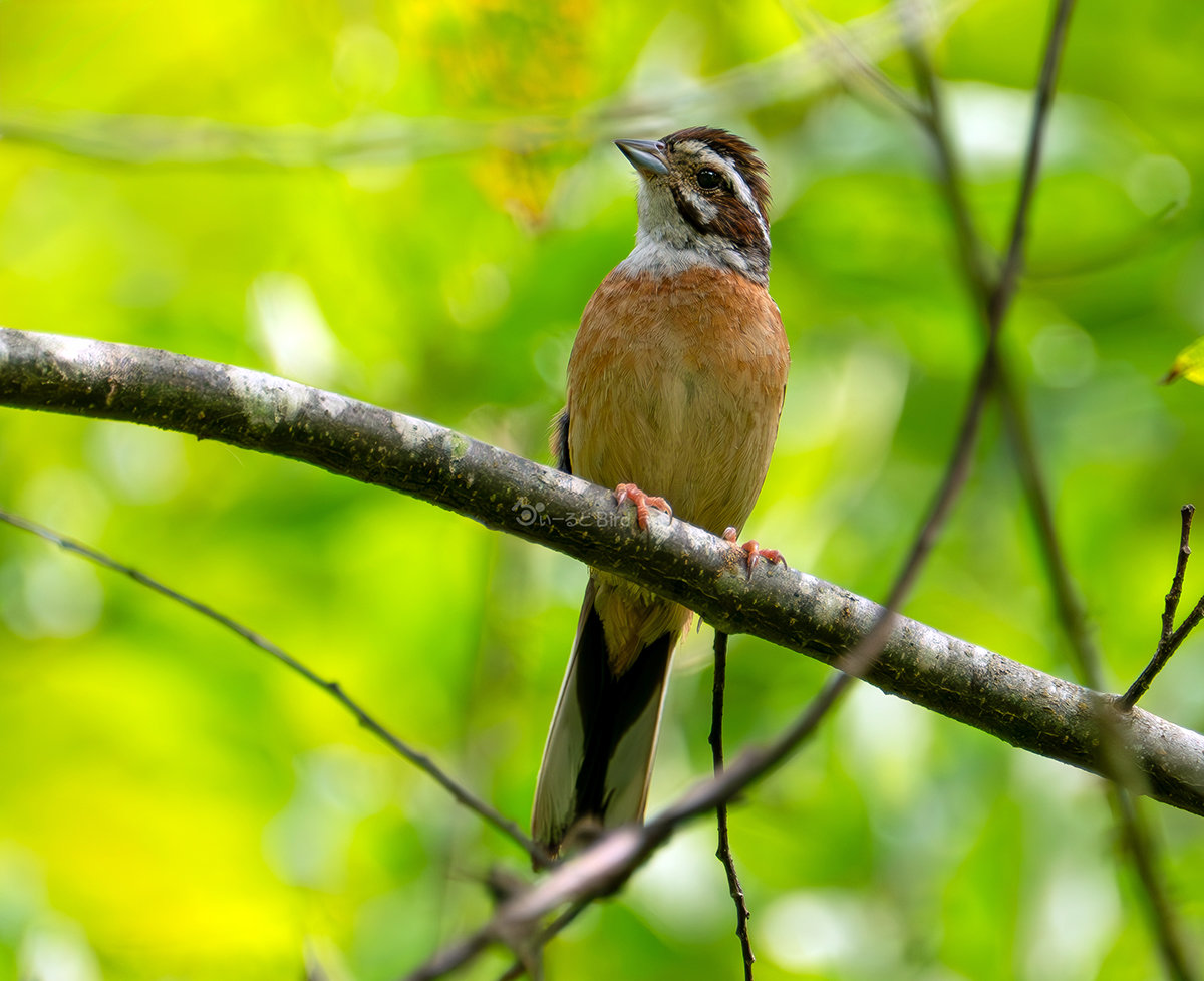 ホオジロの若鳥