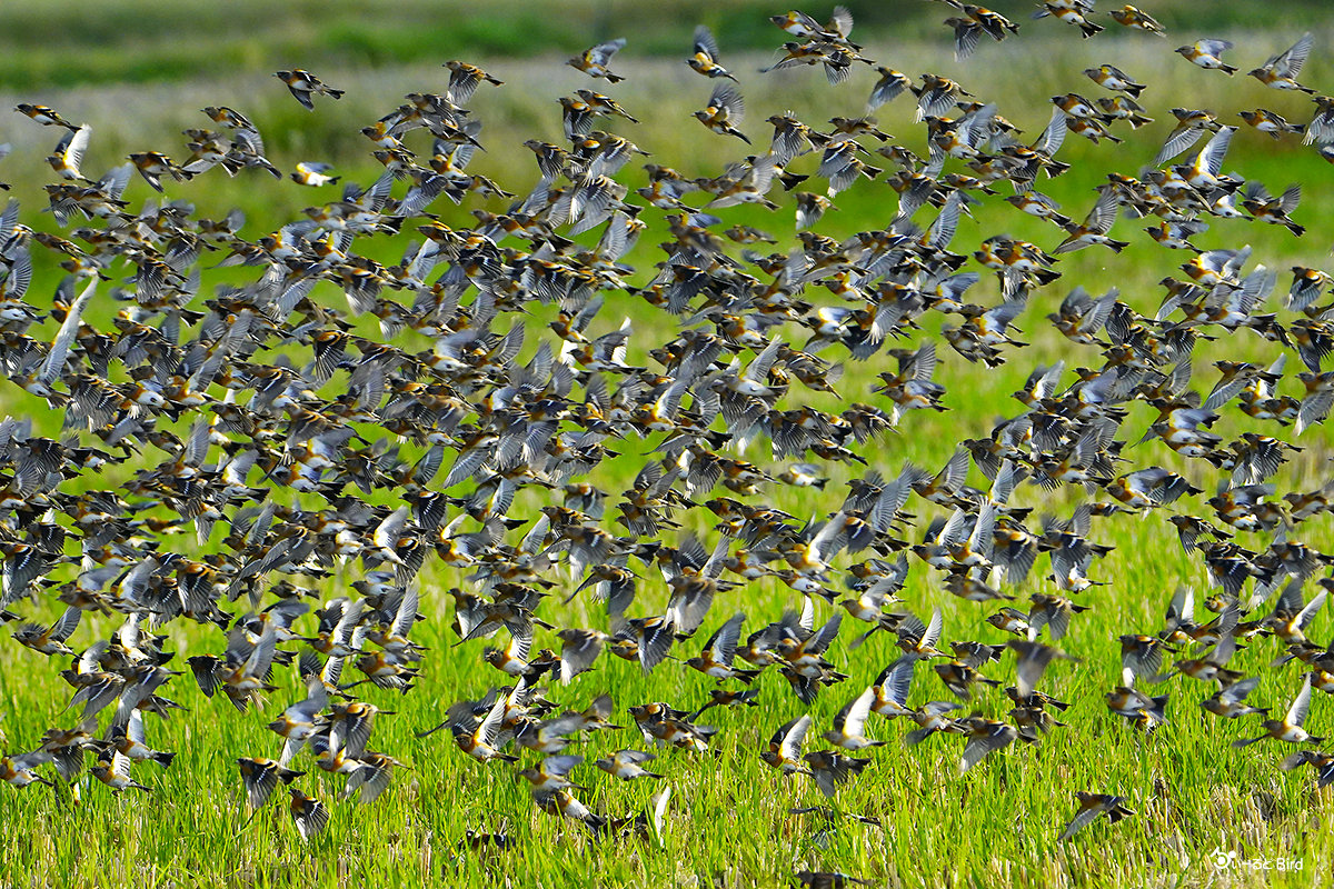 アトリの大集団
