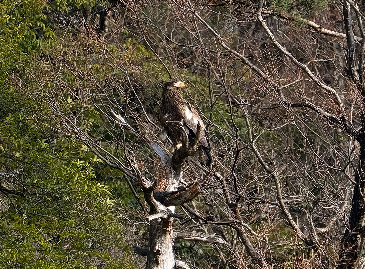 オオワシの若鳥