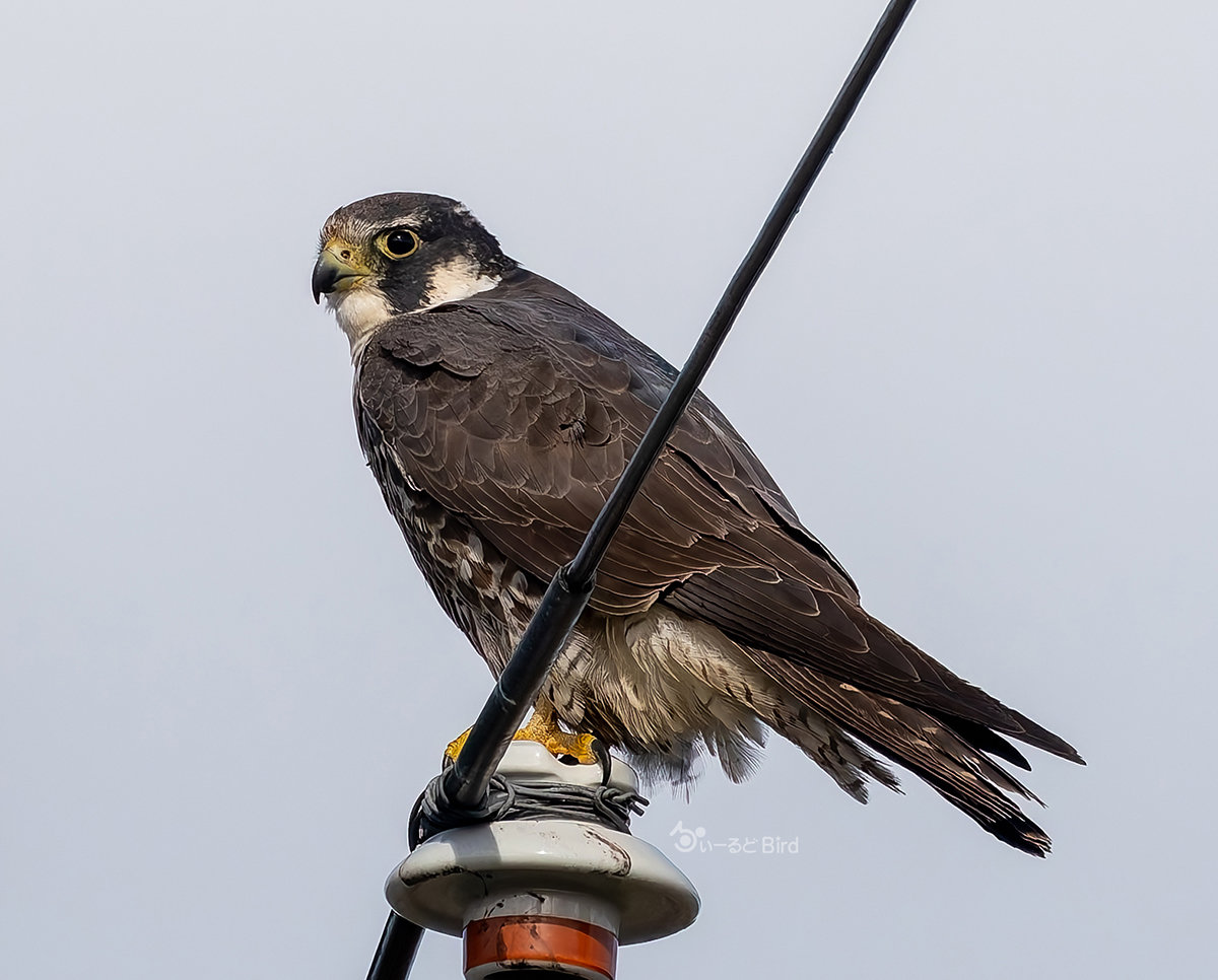 オオハヤブサの若鳥