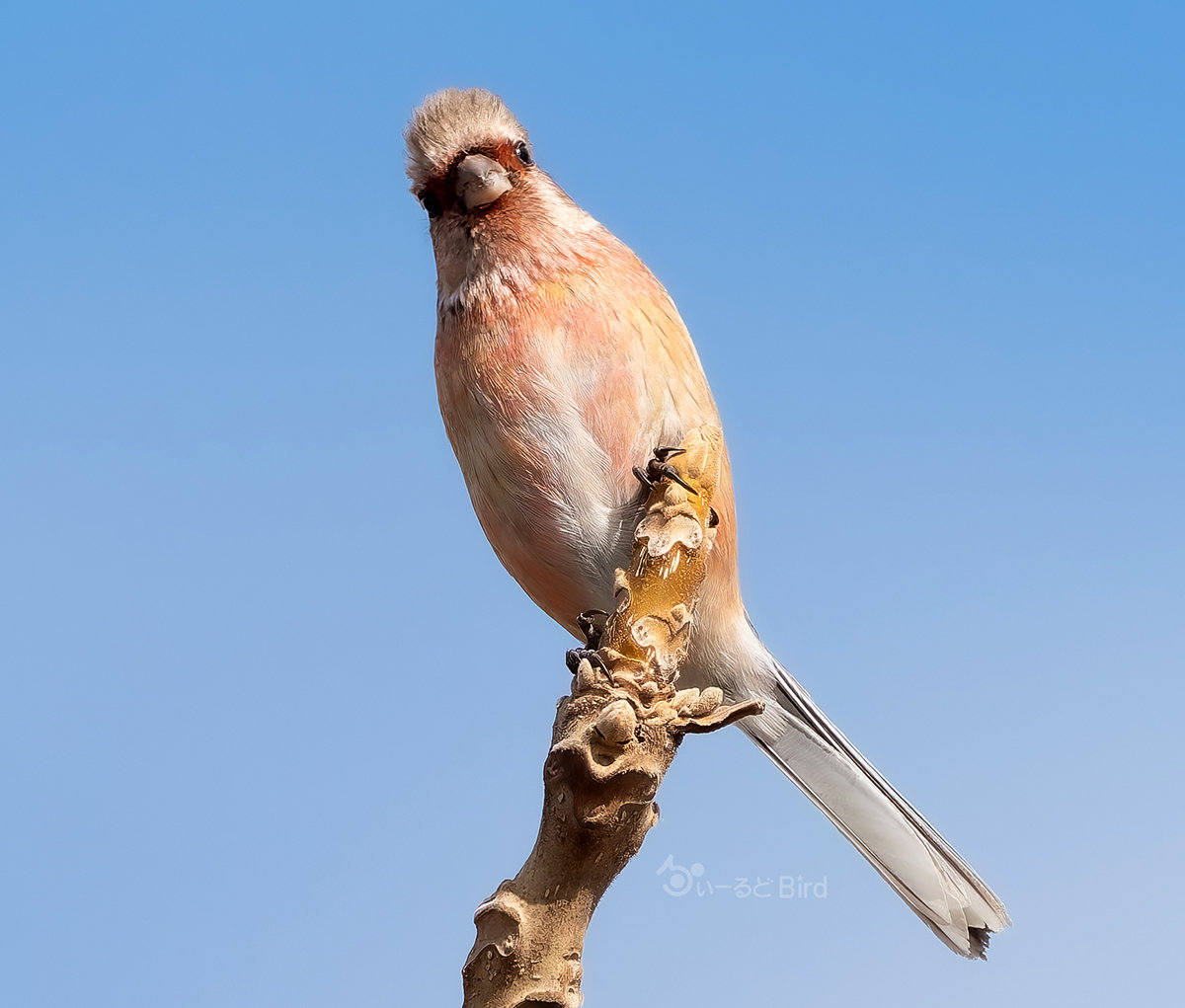 ベニマシコの若鳥