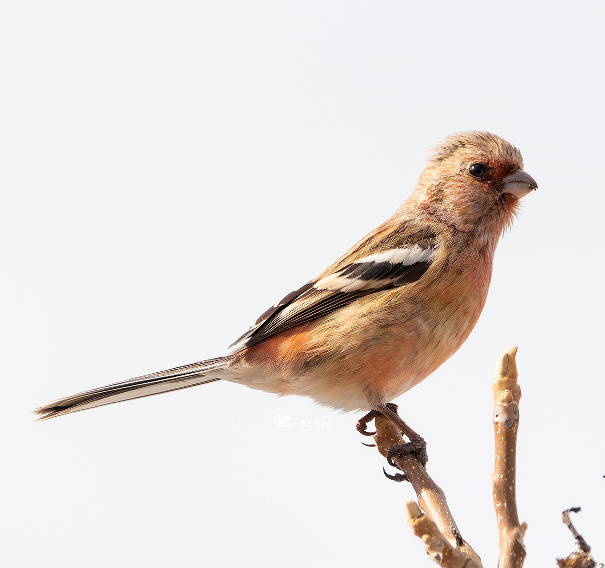 ベニマシコの若鳥