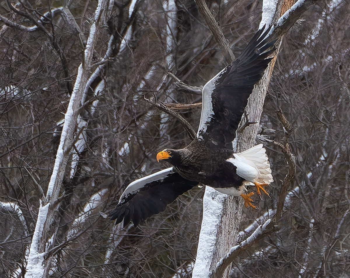 山本山のおばあちゃん