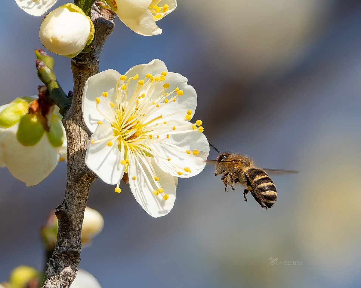 海津天神社の梅