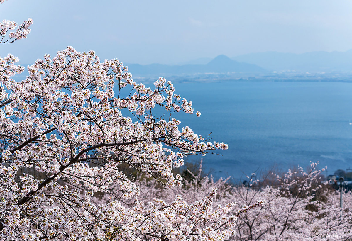 びわ湖バレイの千本桜