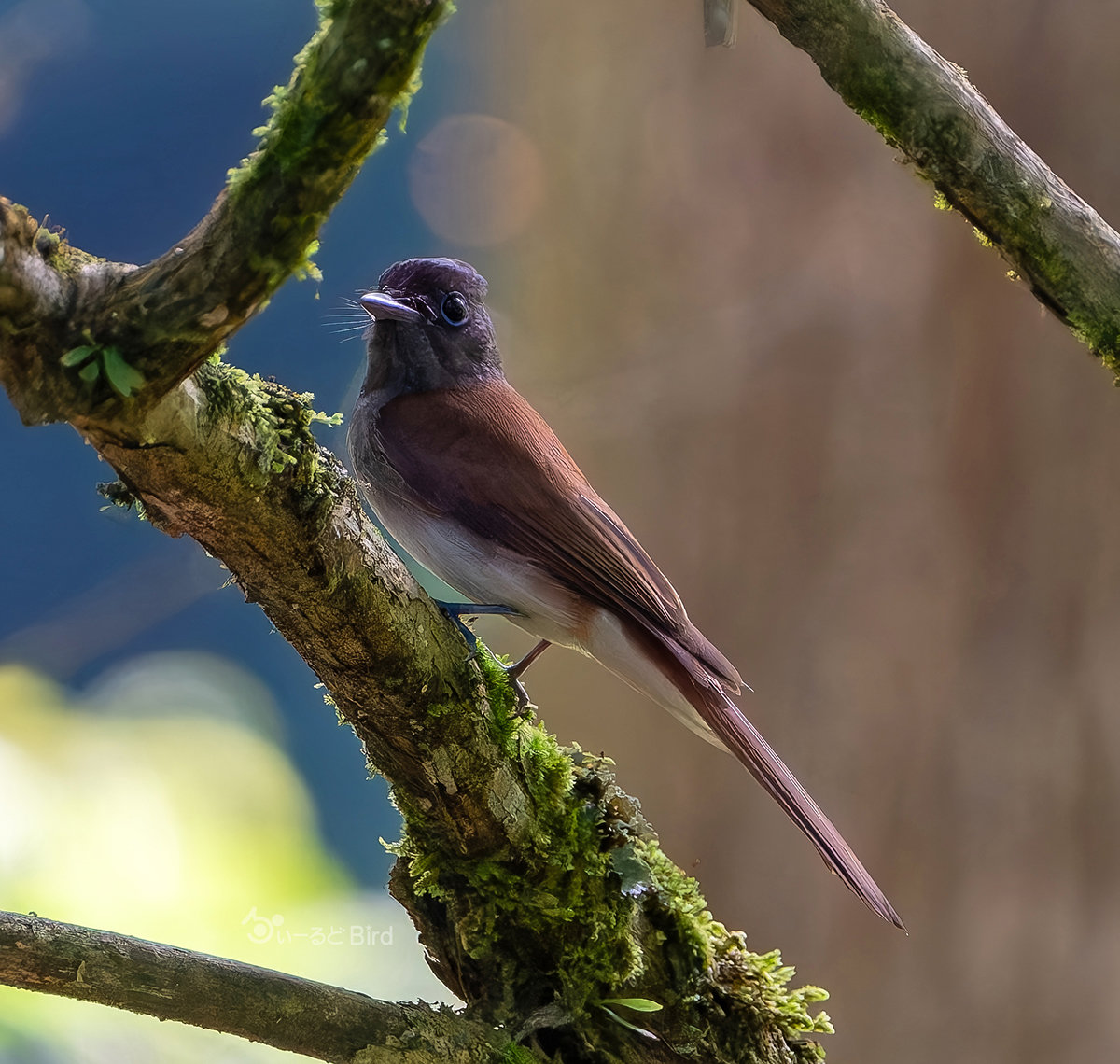 サンコウチョウ♀
