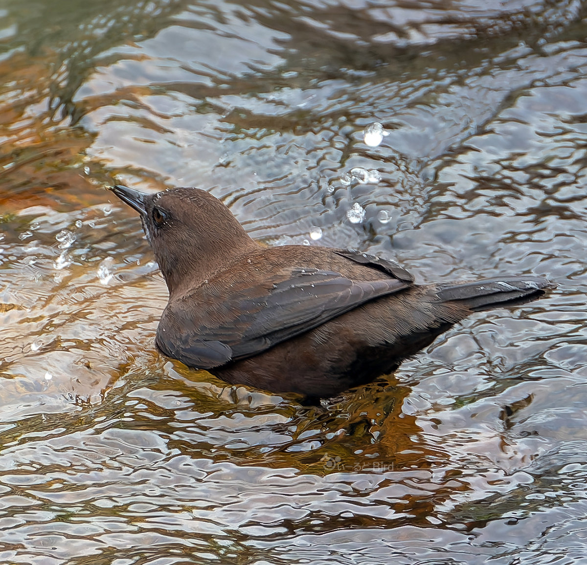 水生昆虫を捕まえたカワガラス