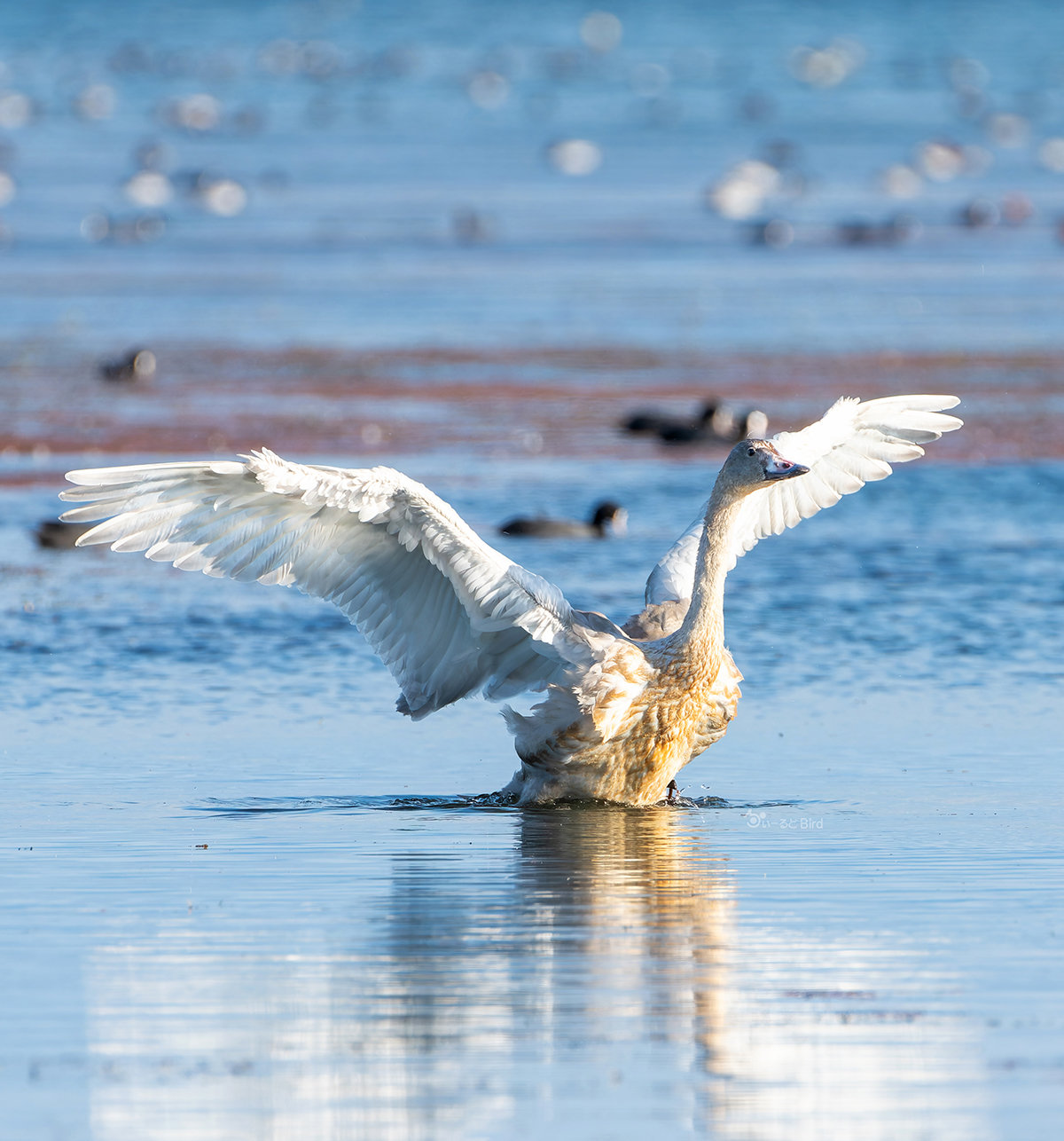 コハクチョウ