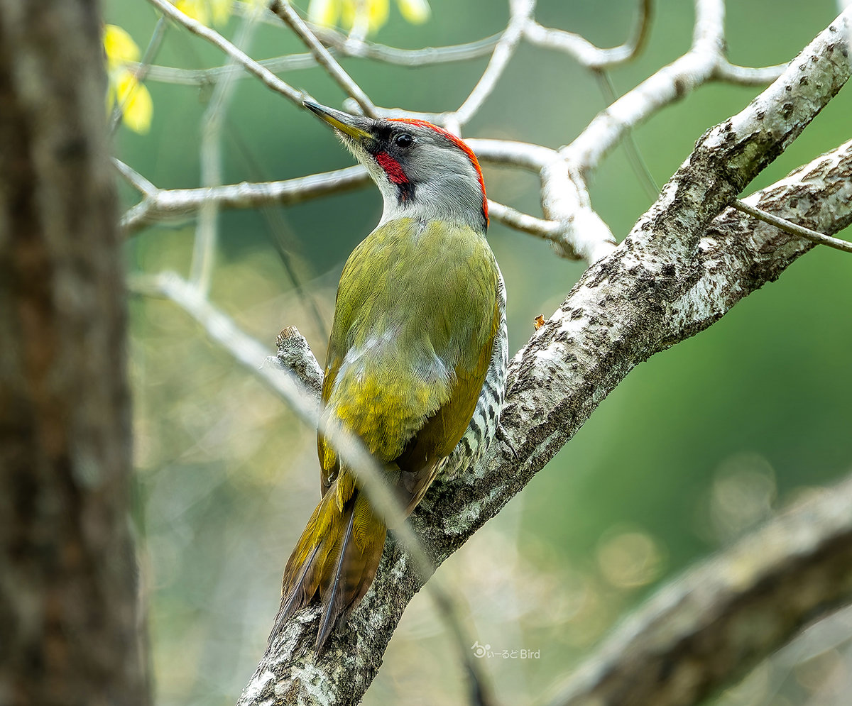 アオゲラのオス