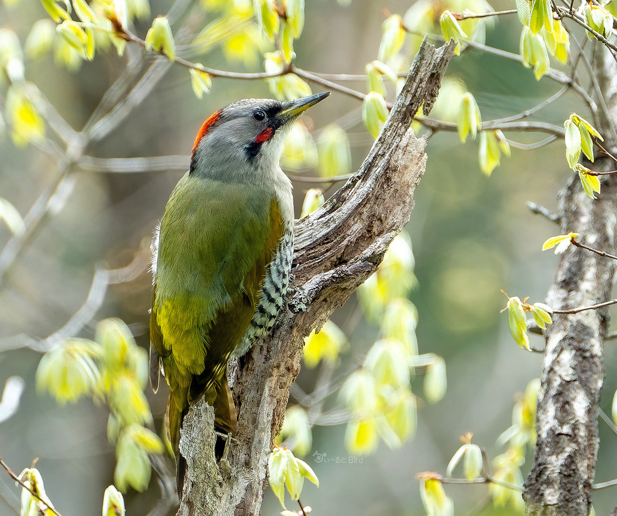 アオゲラのメス