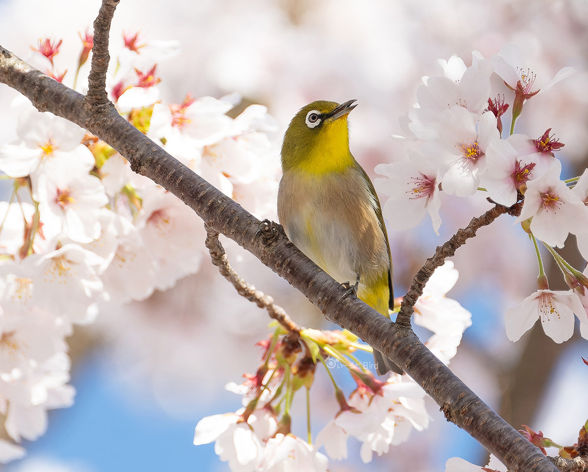 メジロと桜