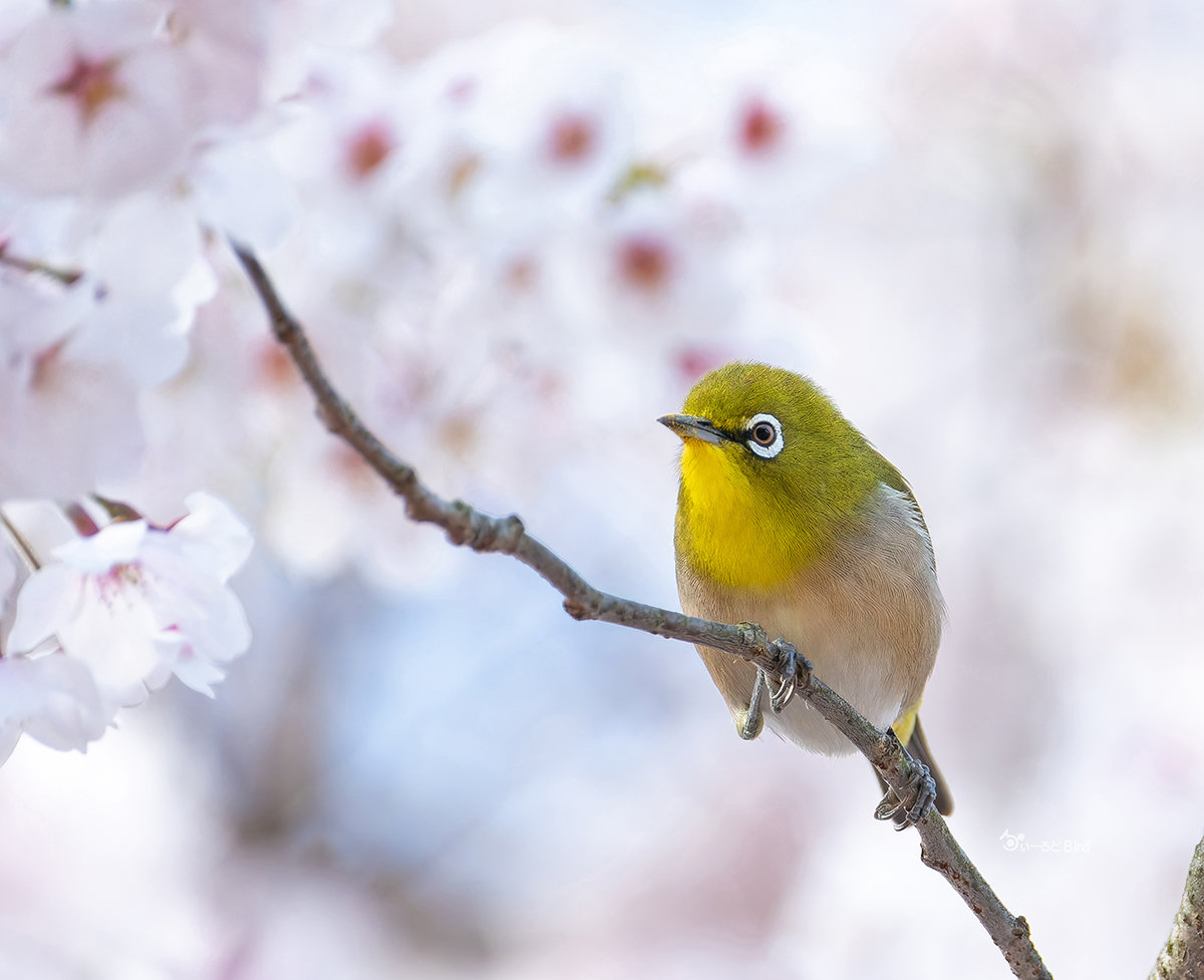 サクジロー